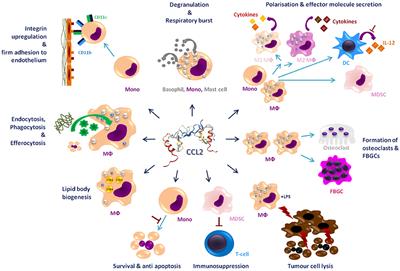 More Than Just Attractive: How CCL2 Influences Myeloid Cell Behavior Beyond Chemotaxis